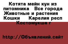 Котята мейн-кун из питомника - Все города Животные и растения » Кошки   . Карелия респ.,Костомукша г.